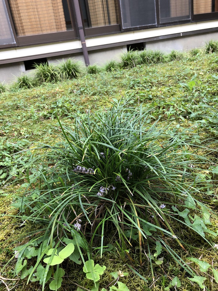 龍の髭花 浄土宗 法王山 極楽寺 龍の髭花 浄土宗 法王山 極楽寺