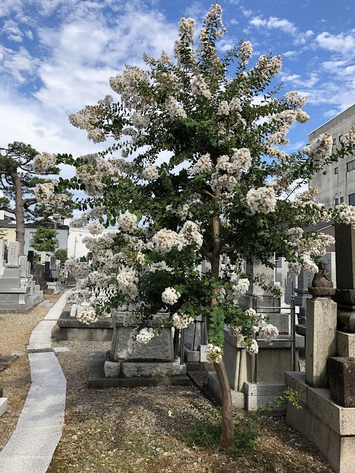 百日紅白１ 浄土宗 法王山 極楽寺